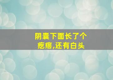 阴囊下面长了个疙瘩,还有白头