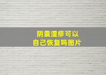 阴囊湿疹可以自己恢复吗图片