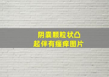 阴囊颗粒状凸起伴有瘙痒图片