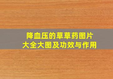 降血压的草草药图片大全大图及功效与作用