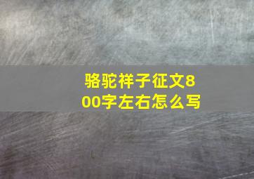 骆驼祥子征文800字左右怎么写